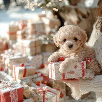 NICOO – My Playful Robot Pup🌈 🐶🐶 - AxenBox