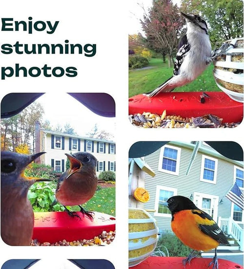 Smart Hummingbird Feeder Camera & Bird Bath